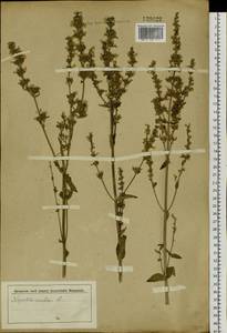 Nepeta nuda subsp. nuda, Siberia, Altai & Sayany Mountains (S2) (Russia)