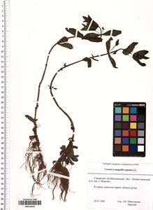 Veronica anagallis-aquatica L., Eastern Europe, Middle Volga region (E8) (Russia)