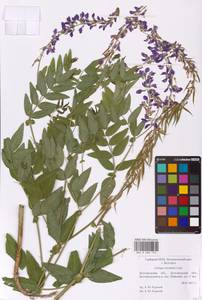 Galega orientalis Lam., Eastern Europe, Central forest-and-steppe region (E6) (Russia)