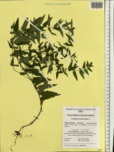 Scutellaria galericulata L., Eastern Europe, Northern region (E1) (Russia)