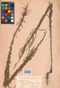 Sedobassia sedoides (Pall.) Freitag & G. Kadereit, Eastern Europe, South Ukrainian region (E12) (Ukraine)