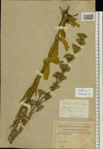 Silene viscosa (L.) Pers., Eastern Europe, Central region (E4) (Russia)