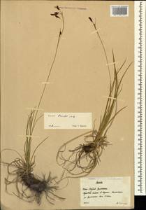 Carex tristis M.Bieb., Caucasus, South Ossetia (K4b) (South Ossetia)