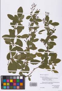 Berberis vulgaris L., Eastern Europe, Central region (E4) (Russia)