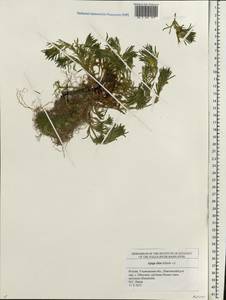 Ajuga chamaepitys subsp. chia (Schreb.) Arcang., Eastern Europe, Middle Volga region (E8) (Russia)