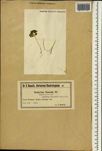Staphylea bumalda DC., South Asia, South Asia (Asia outside ex-Soviet states and Mongolia) (ASIA) (Poland)