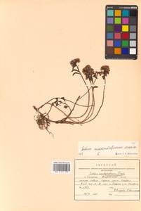 Phedimus middendorfianus subsp. middendorfianus, Siberia, Russian Far East (S6) (Russia)