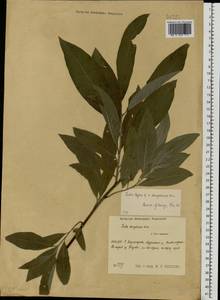 Salix caprea × daphnoides, Eastern Europe, Central region (E4) (Russia)