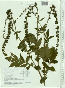 Agrimonia procera Wallr., Eastern Europe, Central region (E4) (Russia)