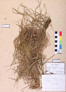 Carex cespitosa L., Siberia, Central Siberia (S3) (Russia)