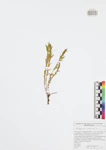 Polygala sibirica, Eastern Europe, Central region (E4) (Russia)