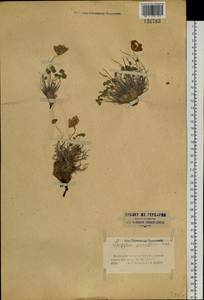 Paraquilegia anemonoides (Willd.) Engl. ex Ulbr., Siberia, Western (Kazakhstan) Altai Mountains (S2a) (Kazakhstan)