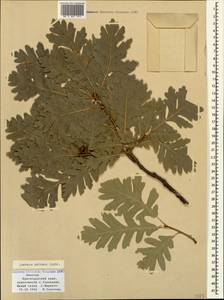Quercus petraea (Matt.) Liebl., Caucasus, Black Sea Shore (from Novorossiysk to Adler) (K3) (Russia)