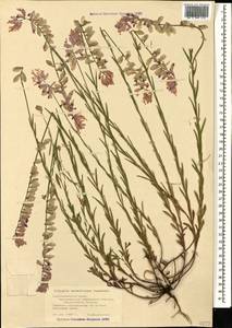 Polygala major Jacq., Caucasus, Black Sea Shore (from Novorossiysk to Adler) (K3) (Russia)