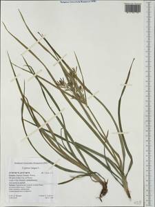 Cyperus longus L., Western Europe (EUR) (Greece)