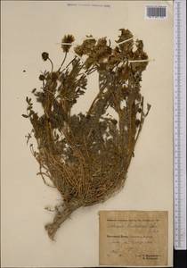 Astragalus peterae H. T. Tsai & Yu, Middle Asia, Pamir & Pamiro-Alai (M2) (Tajikistan)