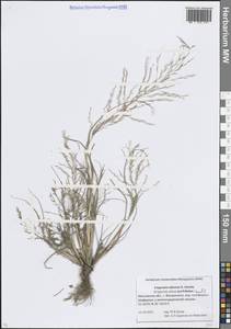 Eragrostis albensis H.Scholz, Eastern Europe, Moscow region (E4a) (Russia)