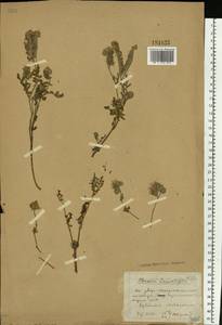 Phacelia tanacetifolia Benth., Eastern Europe, South Ukrainian region (E12) (Ukraine)