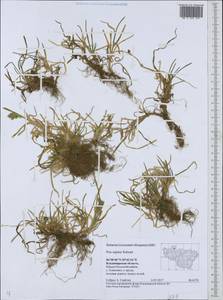 Poa supina Schrad., Eastern Europe, Central region (E4) (Russia)