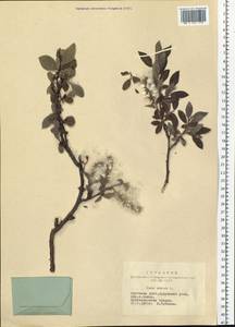 Salix glauca L., Siberia, Yakutia (S5) (Russia)