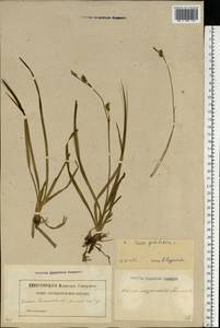 Carex vaginata Tausch, Eastern Europe, Latvia (E2b) (Latvia)
