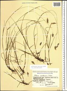 Alopecurus ponticus K.Koch, Caucasus, Stavropol Krai, Karachay-Cherkessia & Kabardino-Balkaria (K1b) (Russia)