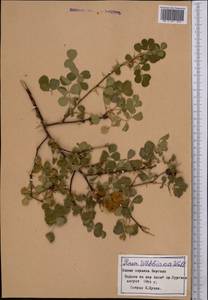 Rosa webbiana Wall., Middle Asia, Pamir & Pamiro-Alai (M2) (Tajikistan)