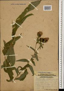 Centaurea phrygia subsp. salicifolia (M. Bieb. ex Willd.) Mikheev, Caucasus, Armenia (K5) (Armenia)