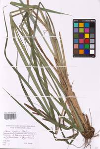 Carex riparia Curtis, Eastern Europe, North-Western region (E2) (Russia)