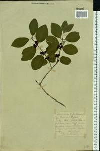 Lonicera xylosteum L., Eastern Europe, Middle Volga region (E8) (Russia)