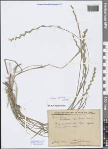 Lolium remotum Schrank, Middle Asia, Western Tian Shan & Karatau (M3) (Uzbekistan)