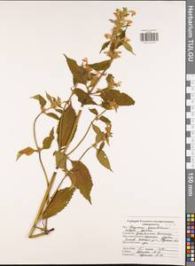 Galeopsis speciosa Mill., Eastern Europe, Central region (E4) (Russia)