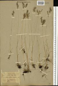 Poa bulbosa L., Eastern Europe, North Ukrainian region (E11) (Ukraine)