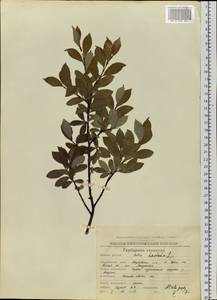 Salix hastata L., Siberia, Chukotka & Kamchatka (S7) (Russia)
