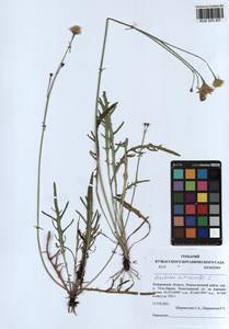 Scorzoneroides autumnalis subsp. autumnalis, Siberia, Altai & Sayany Mountains (S2) (Russia)