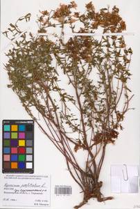 Hypericum perforatum L., Eastern Europe, Central region (E4) (Russia)