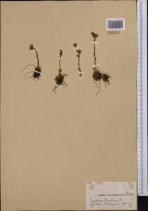 Saxifraga flagellaris subsp. flagellaris, Middle Asia, Northern & Central Tian Shan (M4) (Kazakhstan)