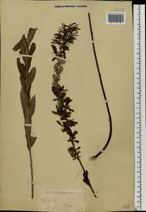 Salix rosmarinifolia L., Eastern Europe, Central forest-and-steppe region (E6) (Russia)