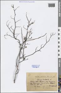 Spiraea trilobata L., South Asia, South Asia (Asia outside ex-Soviet states and Mongolia) (ASIA) (China)