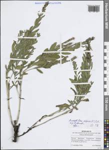Rhaponticum repens (L.) Hidalgo, Eastern Europe, Middle Volga region (E8) (Russia)