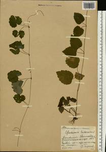 Glechoma hederacea L., Eastern Europe, Moscow region (E4a) (Russia)