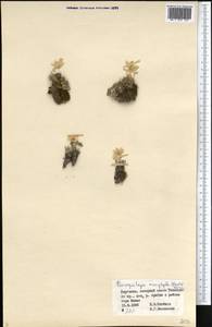 Paraquilegia microphylla (Royle) J. Drumm. & Hutch., Middle Asia, Western Tian Shan & Karatau (M3) (Kyrgyzstan)