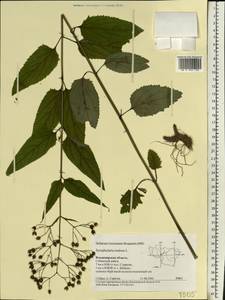 Scrophularia nodosa L., Eastern Europe, Central region (E4) (Russia)