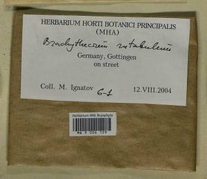 Brachythecium rutabulum (Hedw.) Schimp., Bryophytes, Bryophytes - Western Europe (BEu) (Germany)