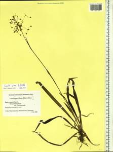 Luzula pilosa (L.) Willd., Siberia, Baikal & Transbaikal region (S4) (Russia)