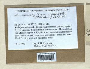 Sphenolobus saxicola (Schrad.) Steph., Bryophytes, Bryophytes - Russian Far East (excl. Chukotka & Kamchatka) (B20) (Russia)