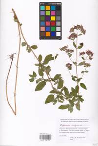 MHA 0 156 732, Origanum vulgare L., Eastern Europe, South Ukrainian region (E12) (Ukraine)