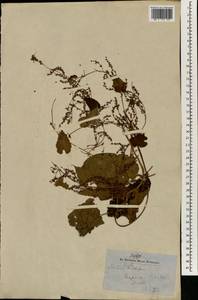 Dioscorea bulbifera L., South Asia, South Asia (Asia outside ex-Soviet states and Mongolia) (ASIA) (Nepal)