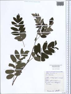 Cormus domestica (L.) Spach, Caucasus, Black Sea Shore (from Novorossiysk to Adler) (K3) (Russia)
