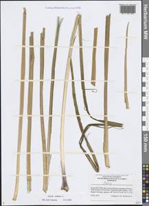 Acorus calamus L., Middle Asia, Muyunkumy, Balkhash & Betpak-Dala (M9) (Kazakhstan)